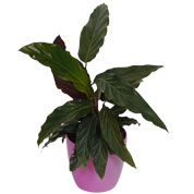 Calathea 'Purplestar' + Cachep Rosa